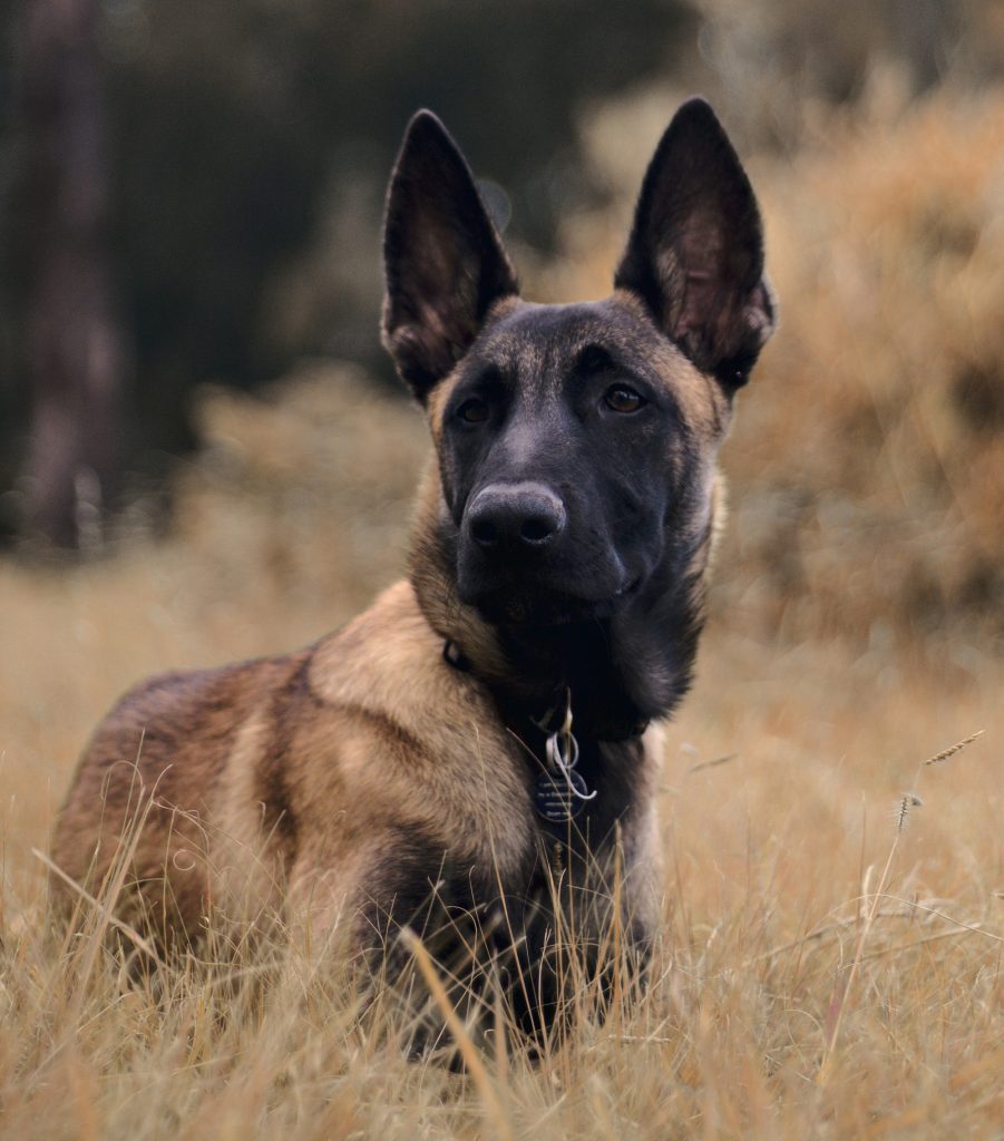 Belgian Malinois Protection Dog