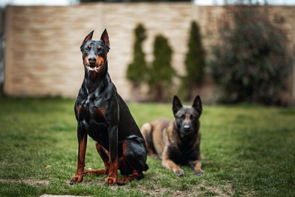 Doberman Protection Dogs (1) Doberman Protection Dogs (1)