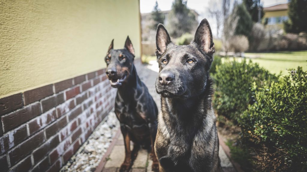 Doberman Protection Dogs (4) Doberman Protection Dogs (4)