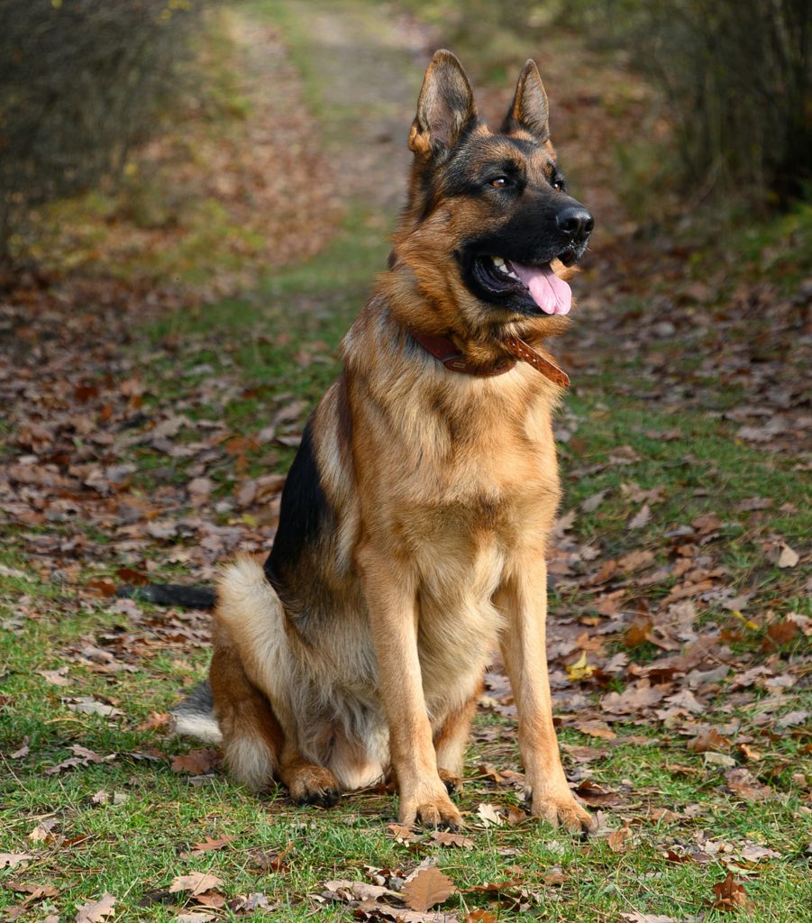 German Shepherd Protection Dogs