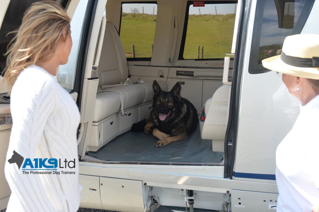 celebrity-protection-dog-1024x681 (1) celebrity-protection-dog-1024x681 (1)