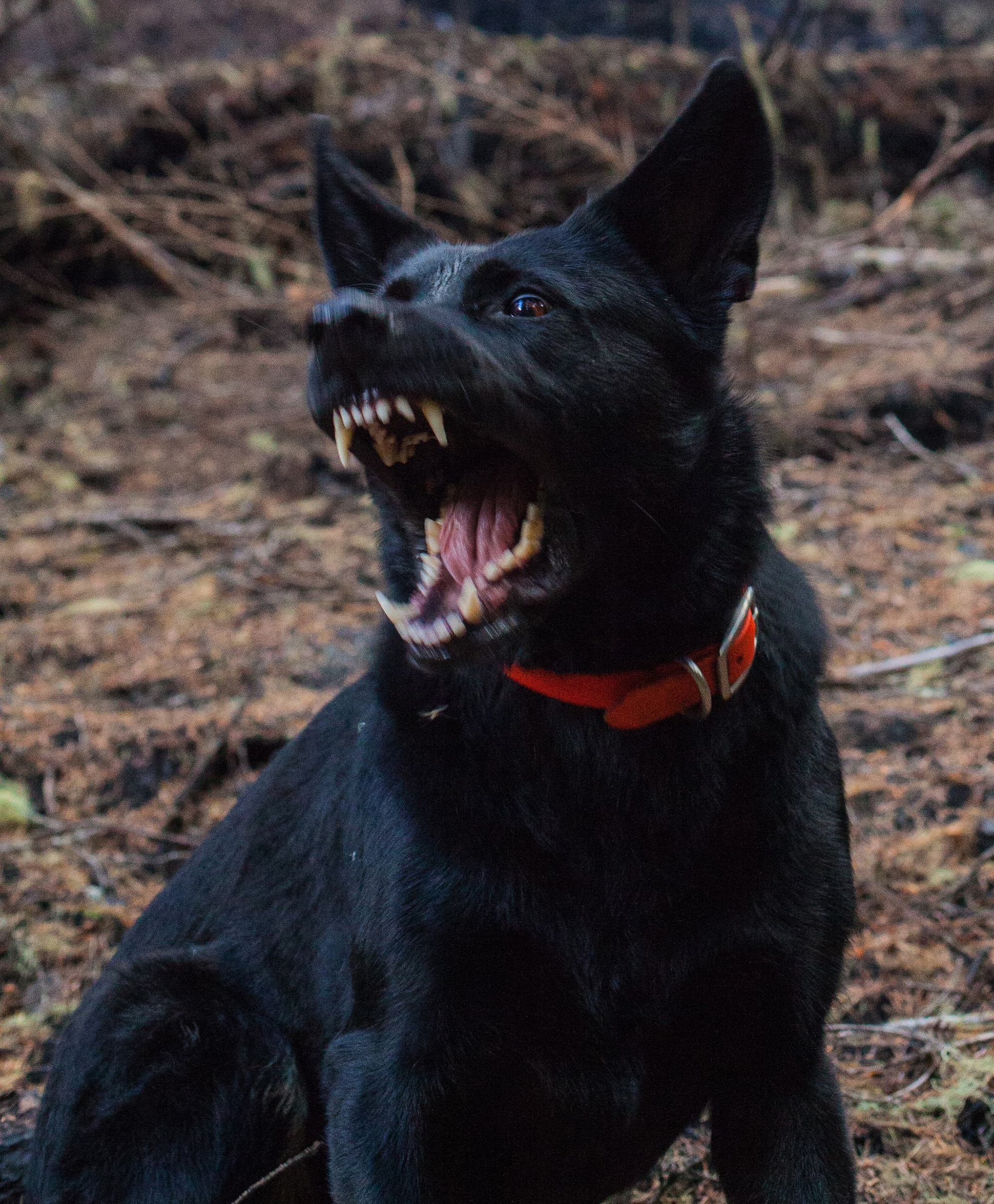 protection dog protection dog