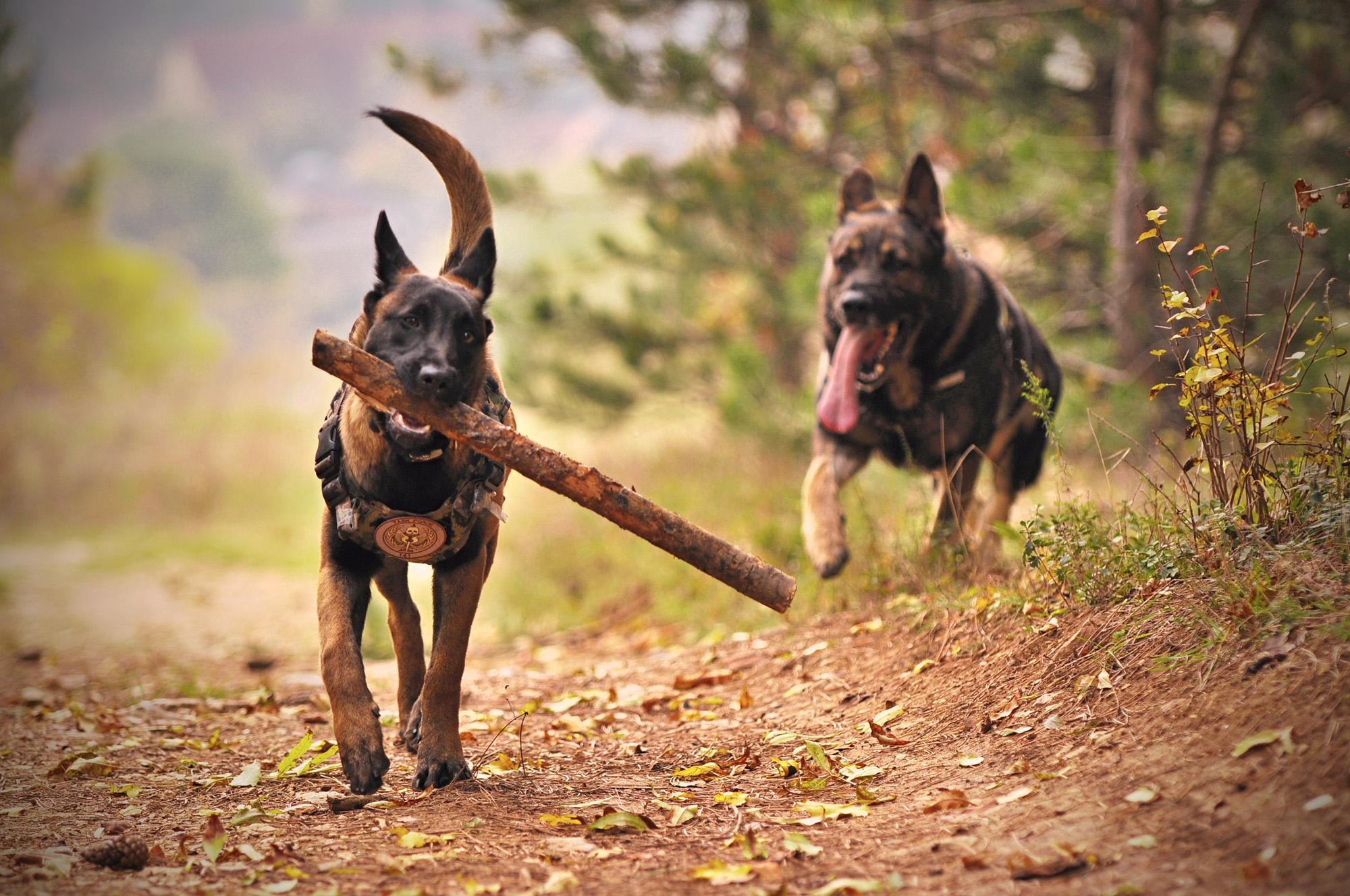 protection dogs (4) protection dogs