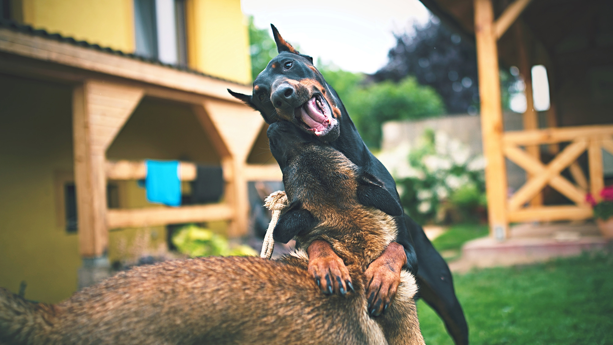 protection dogs (5) protection dogs