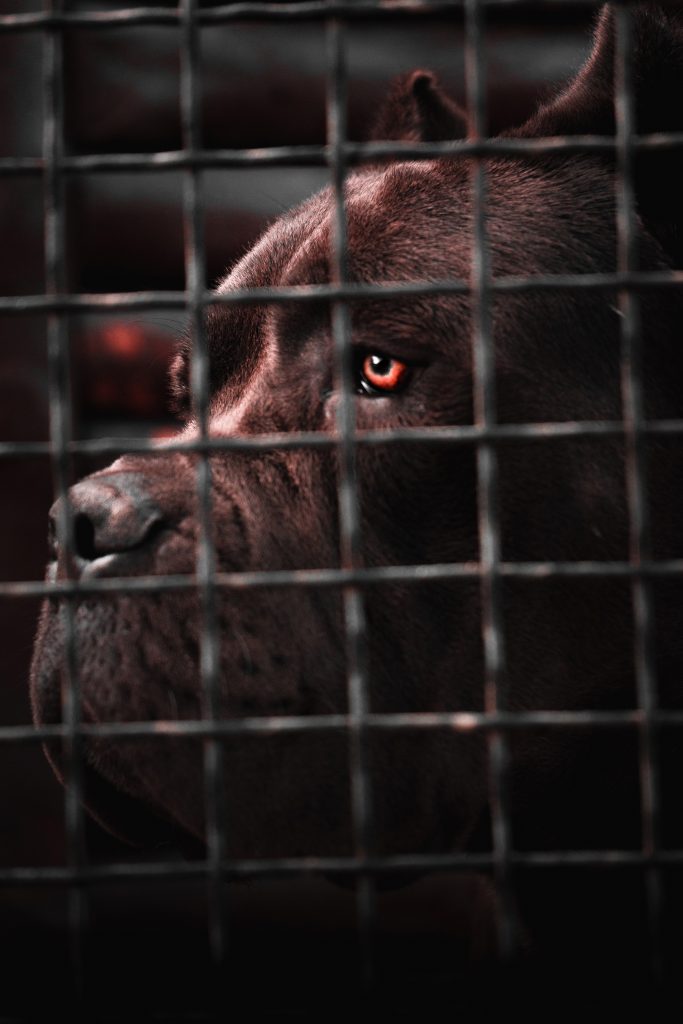 protection dogs dangerous (1) protection dogs dangerous